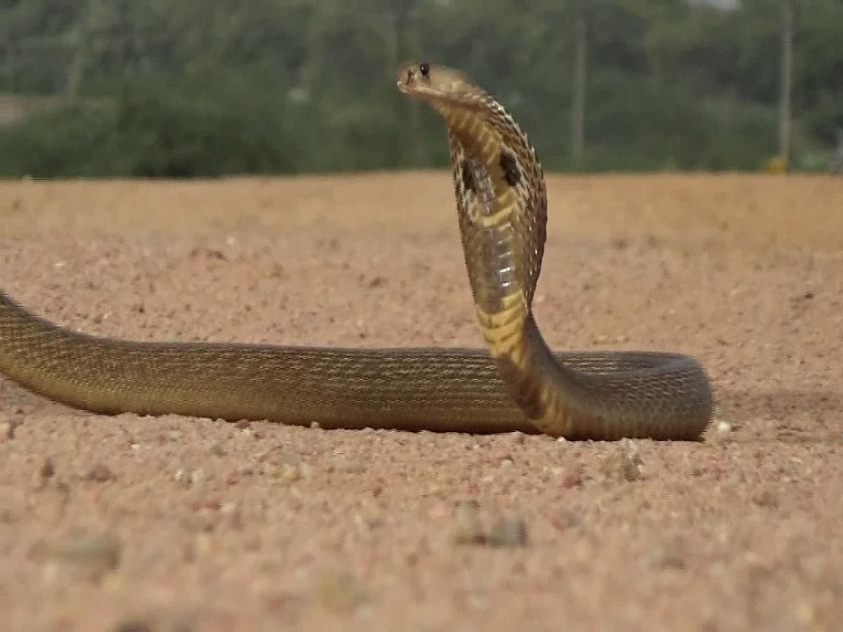 Men get high from cobra bite on tongue
