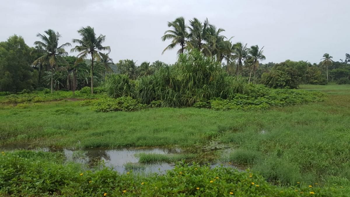 Waterlogging affects over 200 acres farmland in M'luru