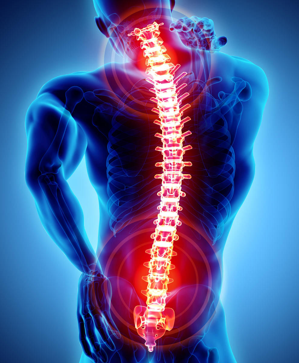 Spinal cord may be 'smarter' than previously thought