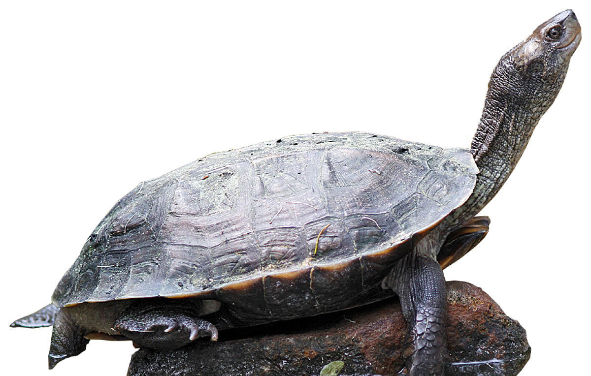 Denotifying turtle sanctuary contradicts 'Ganga goals'