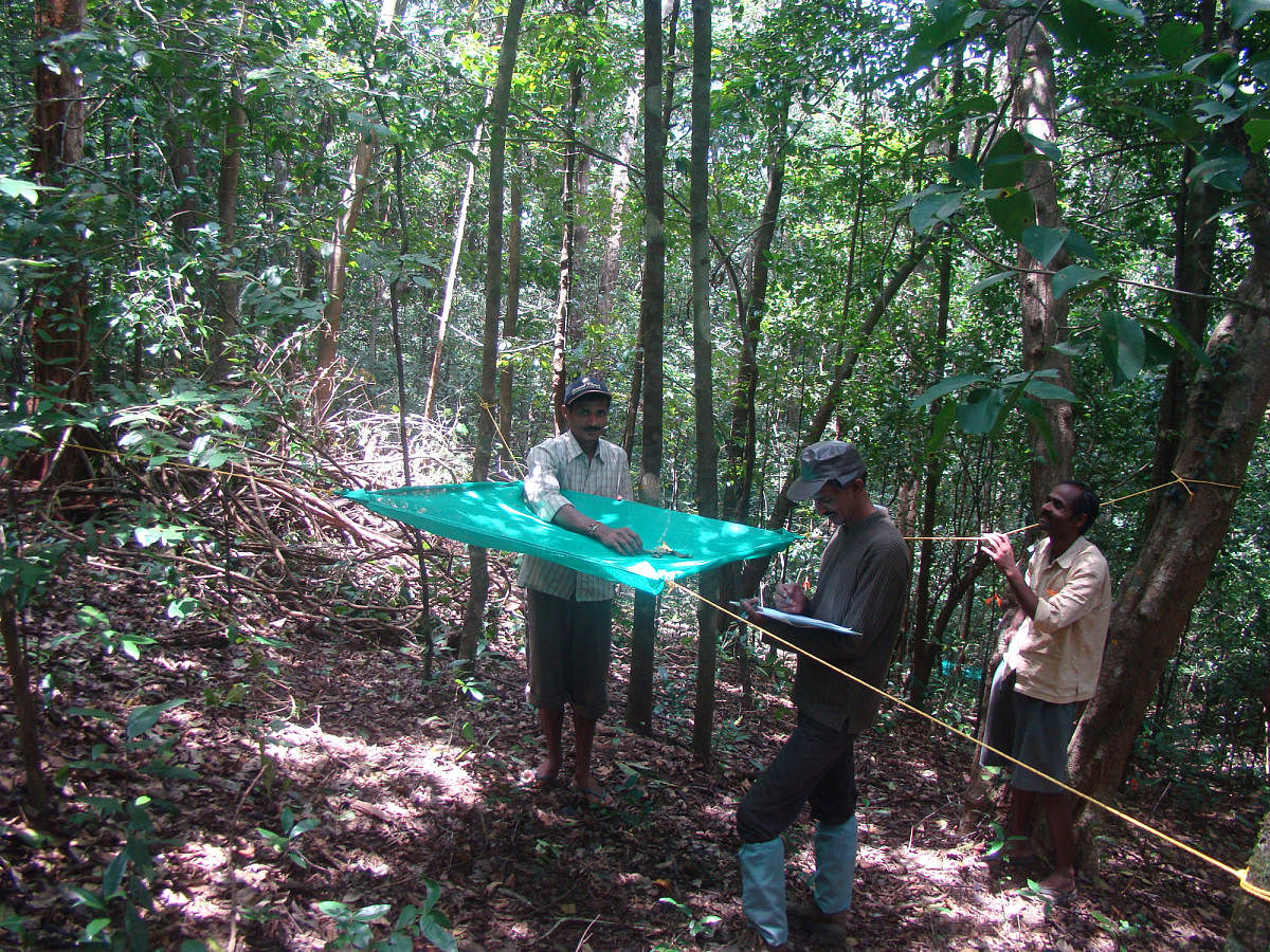 NCBS scientists study carbon cycle in rainforests 