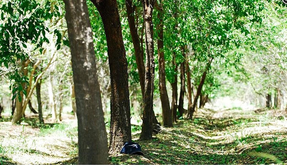 Wait a year to microchip and protect sandalwood trees