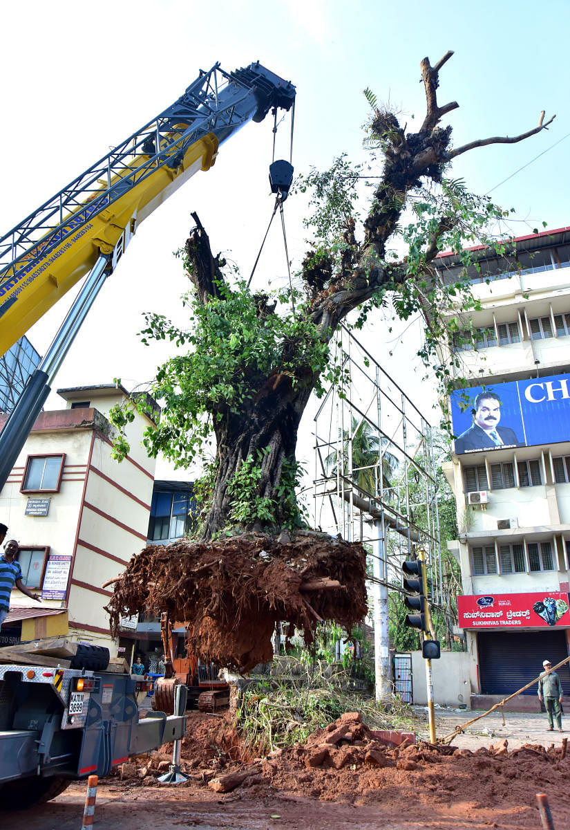 Centuries-old Peepal tree translocated