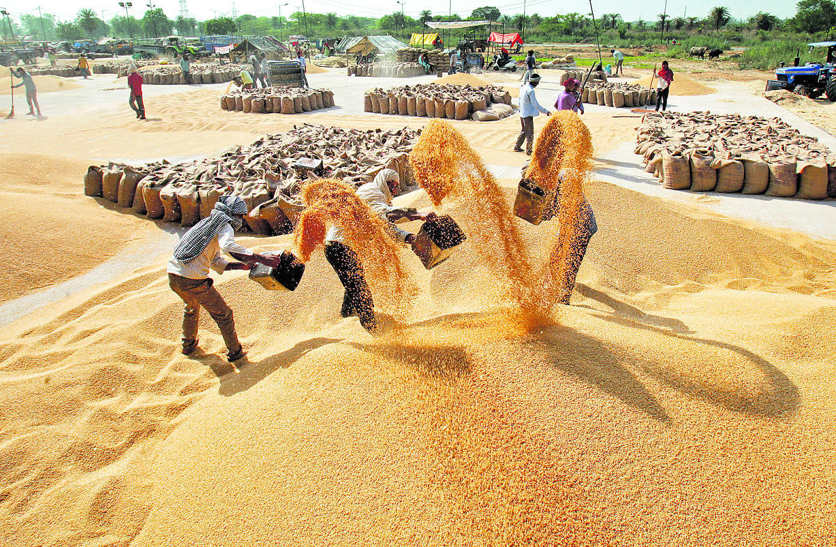 Wheat bowl of India faces a grim future in agriculture