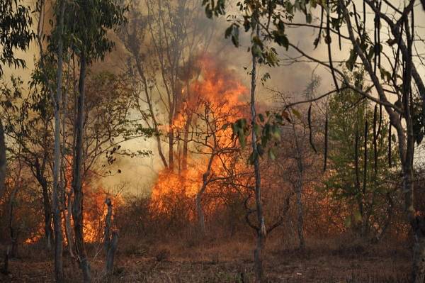 Karnataka Forest Sex Video - 23L acres of Karnataka forests prone to fires: Study