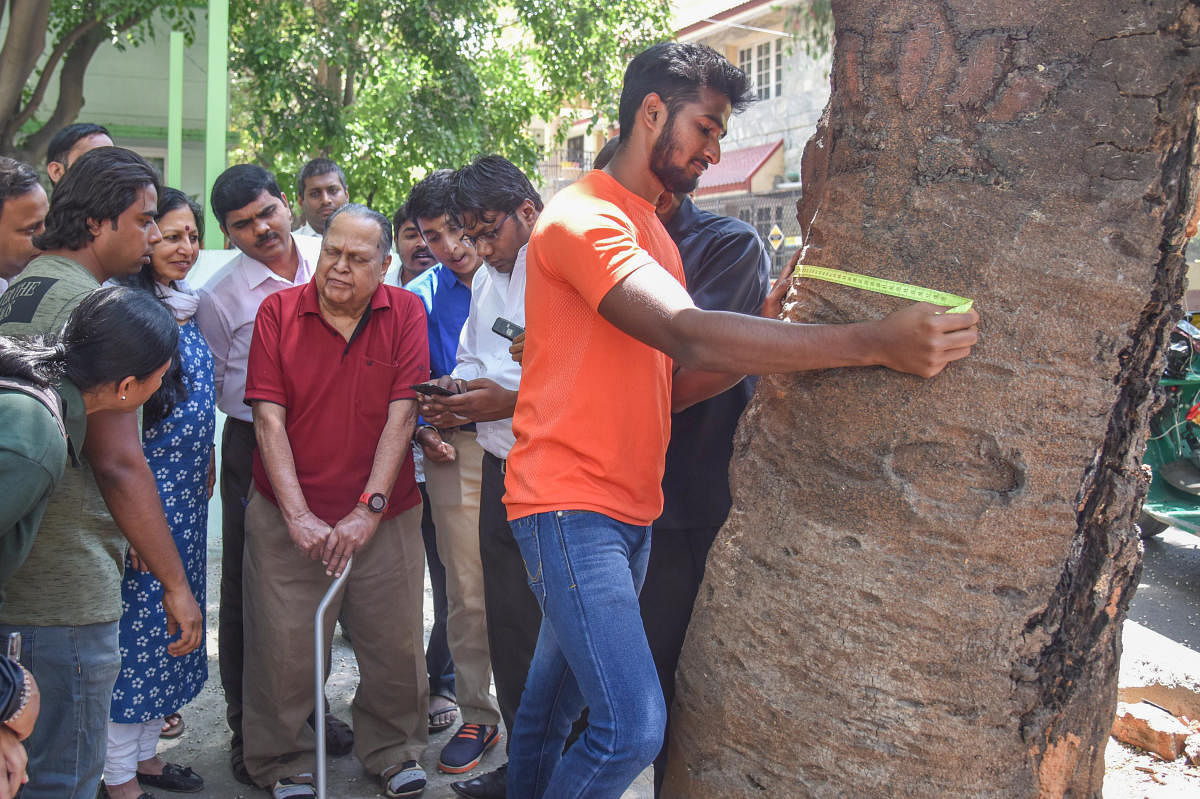 Tree census to finally take off this year