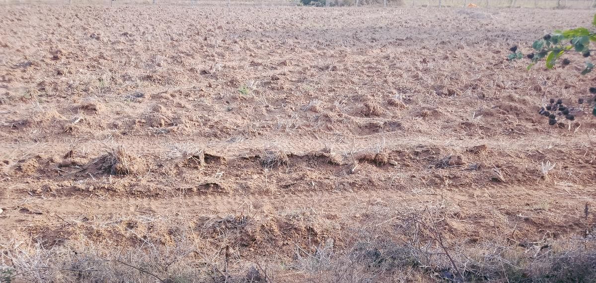 Kadur farmers anxious over lack of showers
