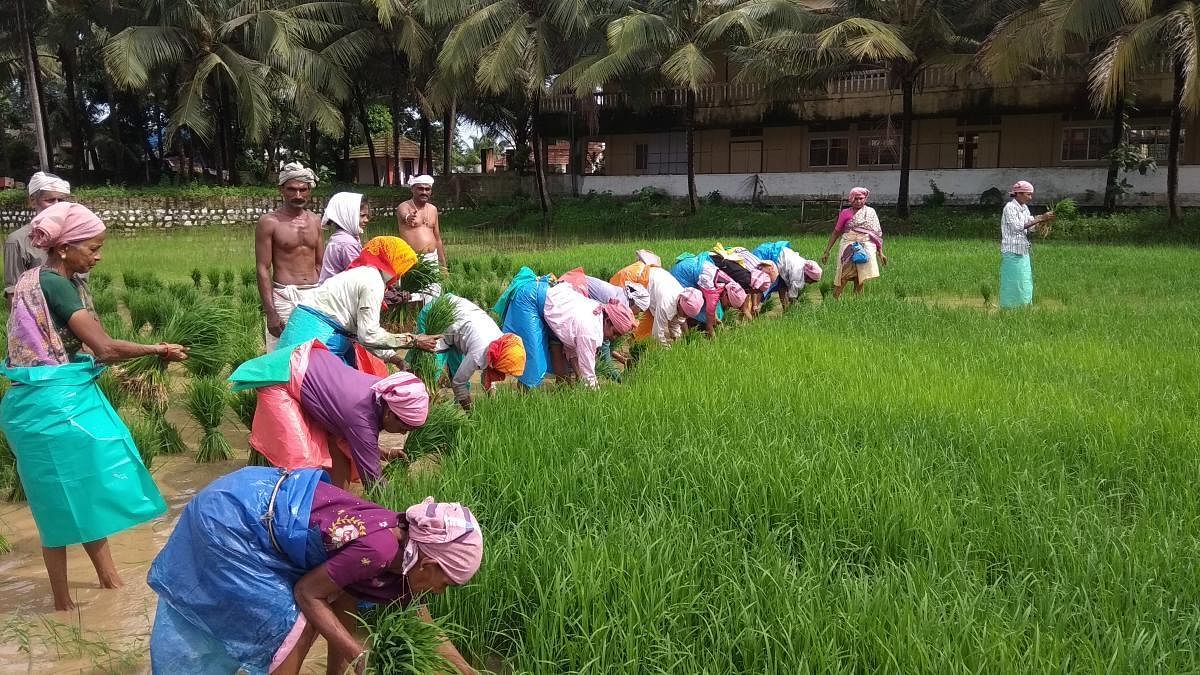Paddy cultivation in DK falls to 16k hectares