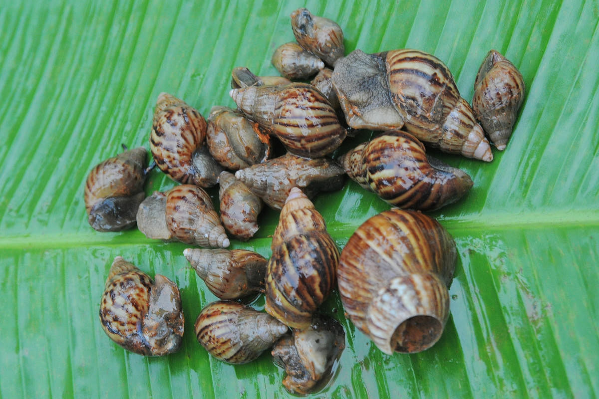 Community action required to control African snails