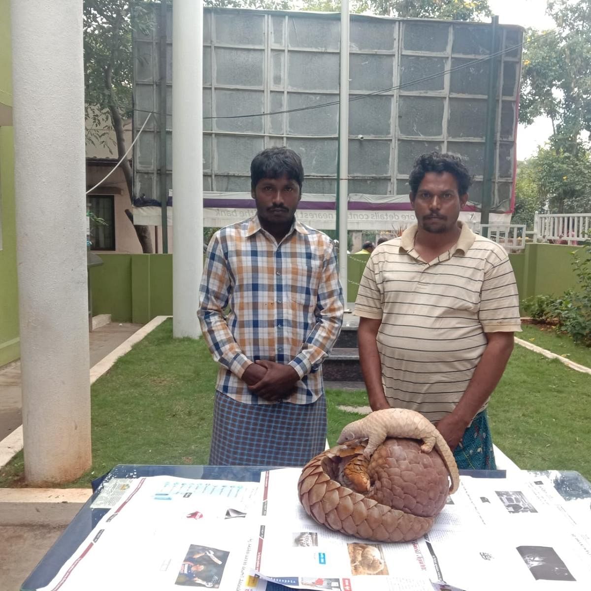 Two held for trying to sell pangolins in Bengaluru