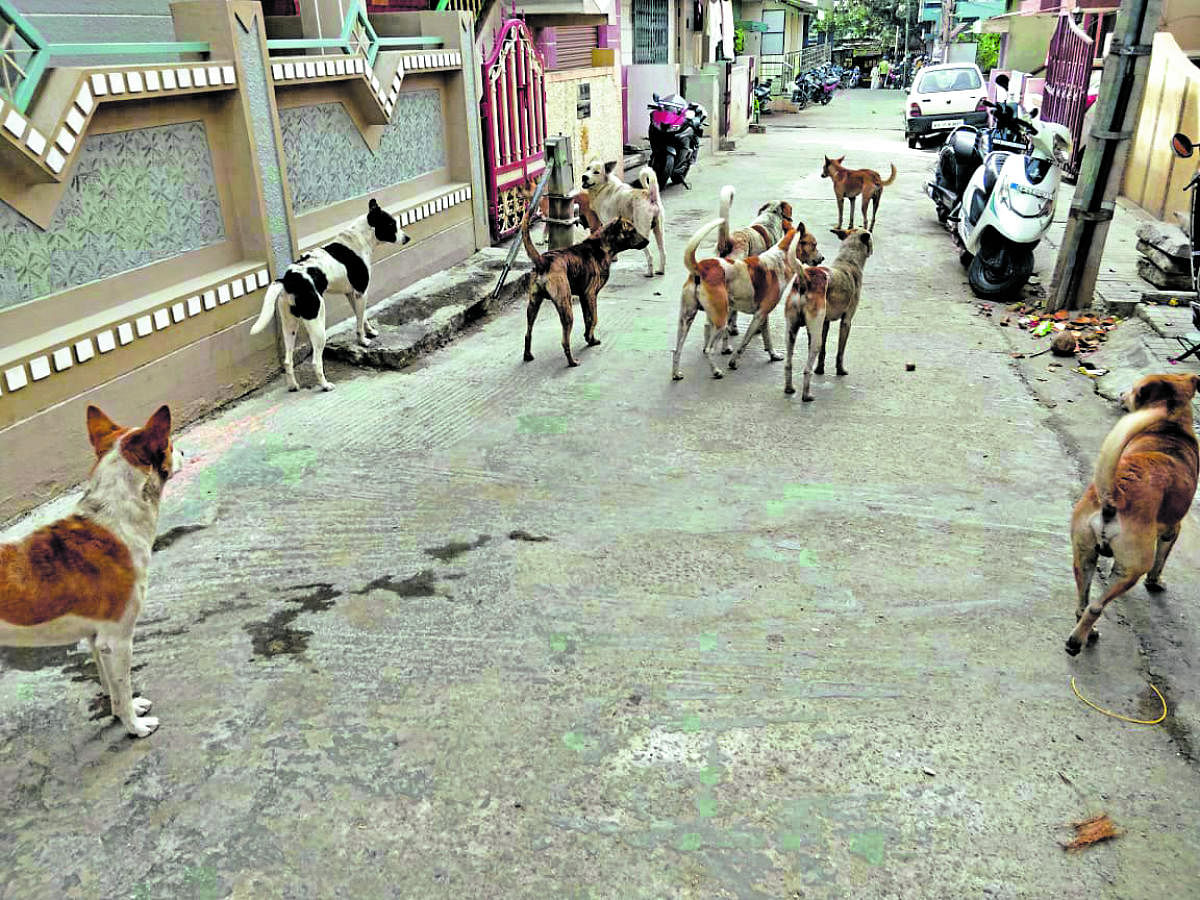 BBMP, Bengaluru is going to the dogs