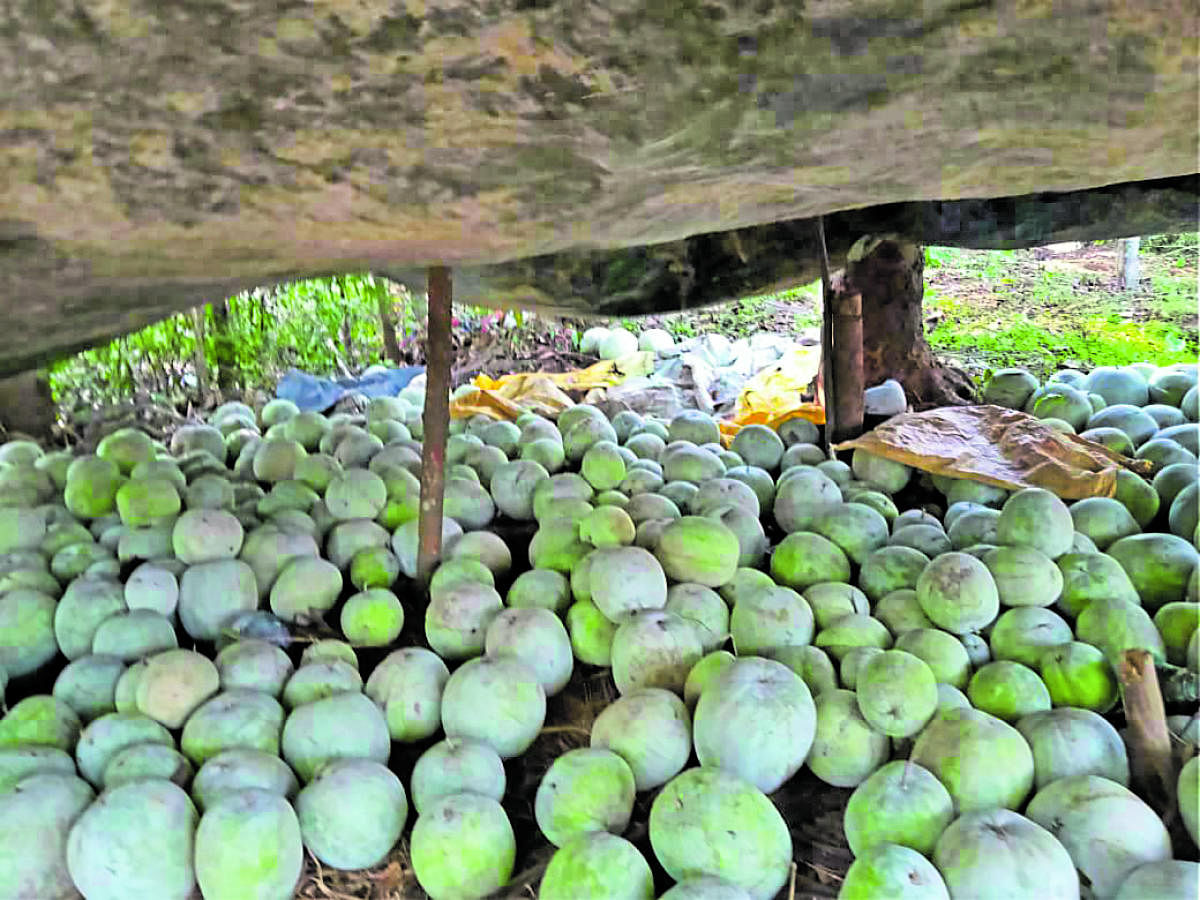 Farmer woman with 3 tonne ash gourd appeals for help