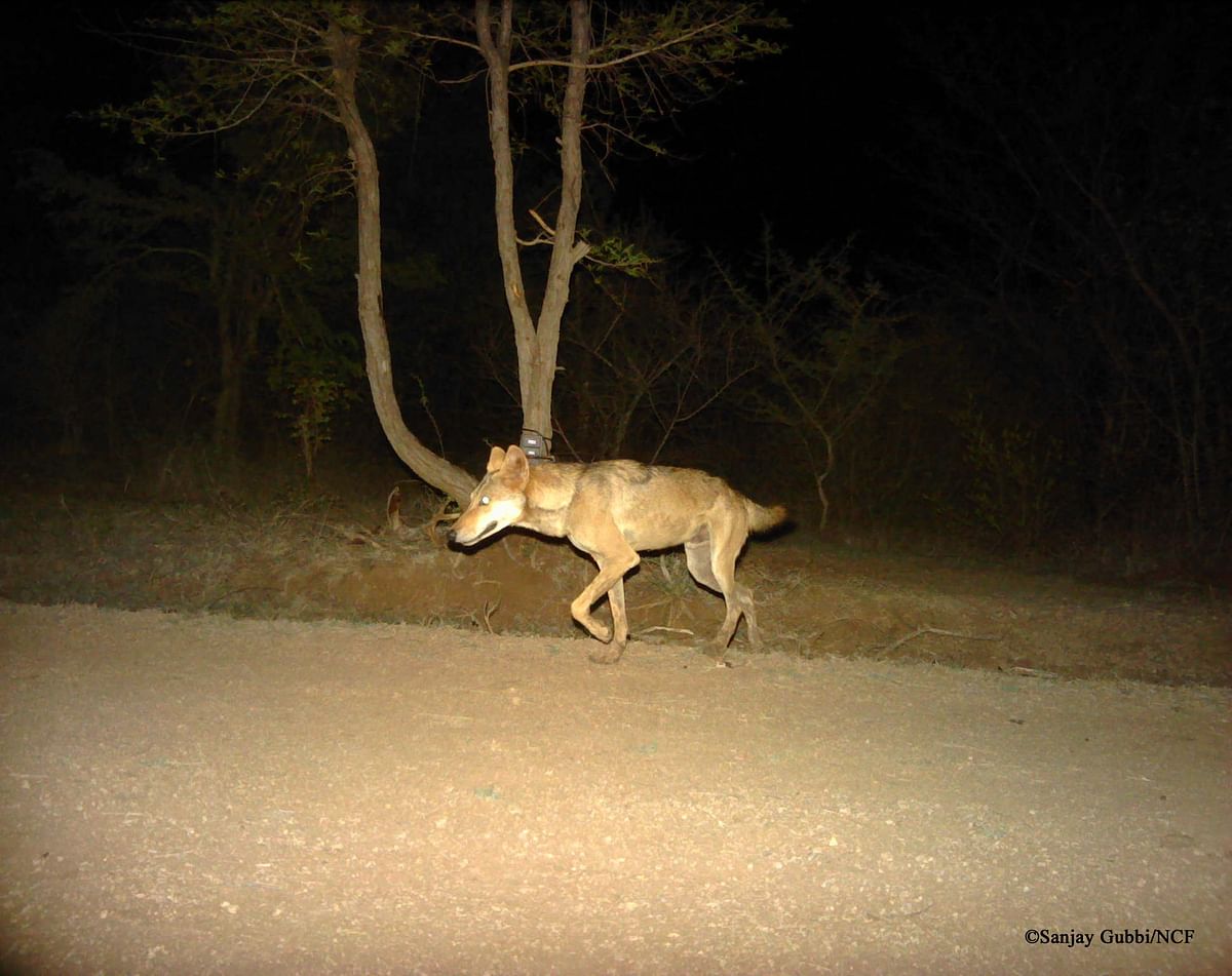DH Exclusive | Indian grey wolf documented for first time in Karnataka's Chamarajanagar