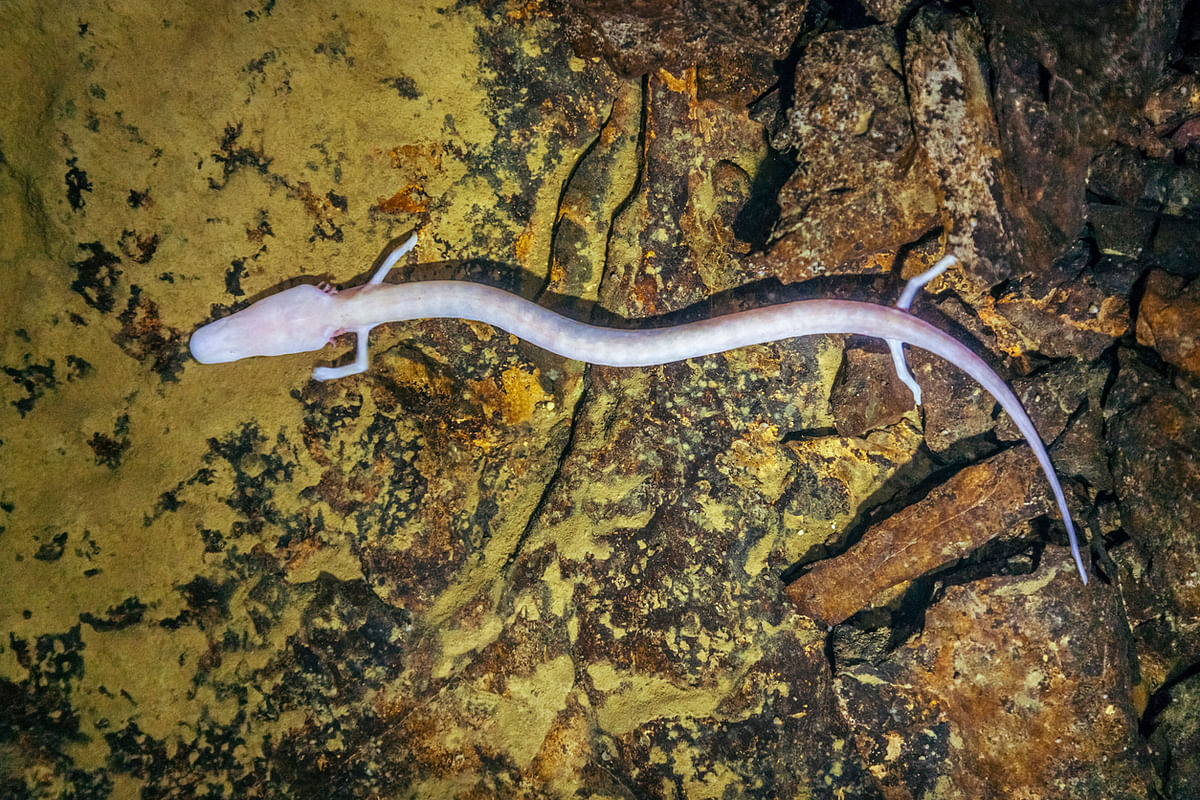 Meet this weird salamander that has been motionless for 7 years