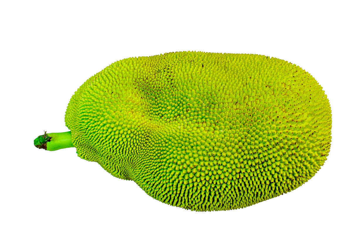 Wayanad's giant jackfruit eyeing entry into Guinness book