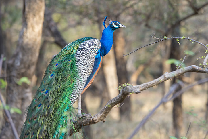 There’s more to birdwatching than just a hobby