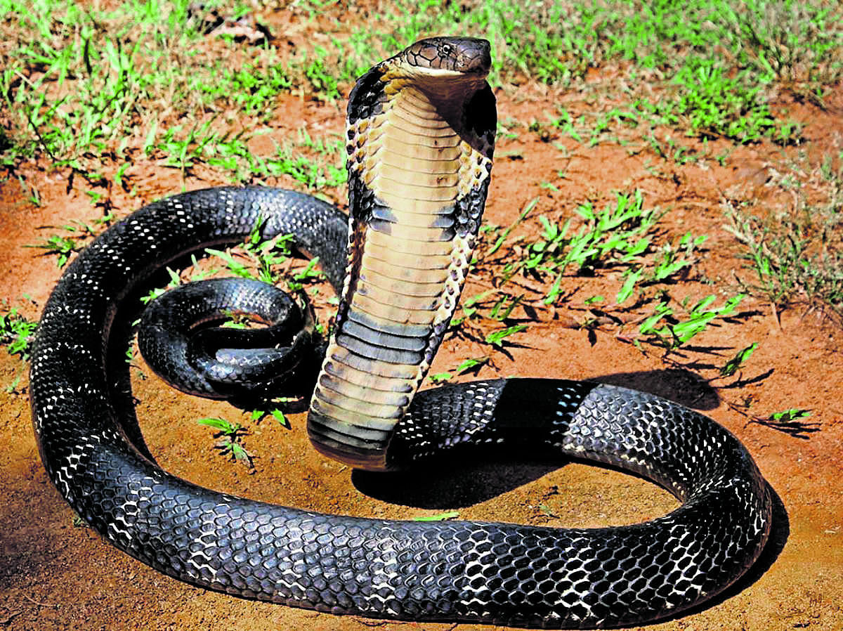 Stunt with king cobras lands youth in legal tangle