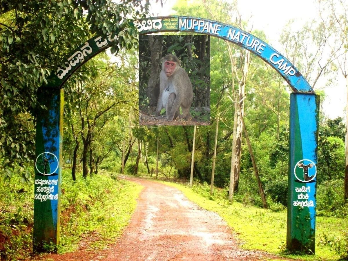 Monkey deaths in Basavanagudi; poisoning suspected