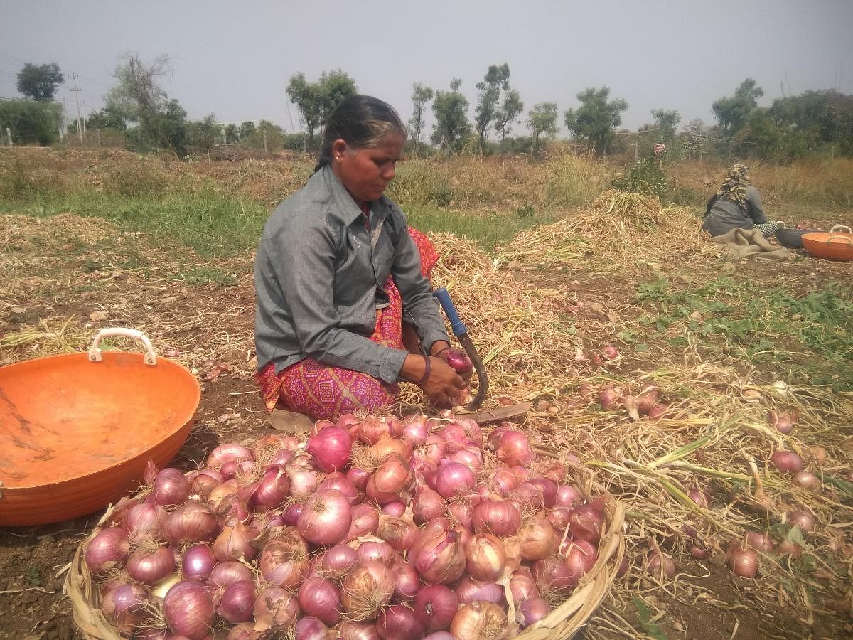 Cooperative societies sell onions at less price