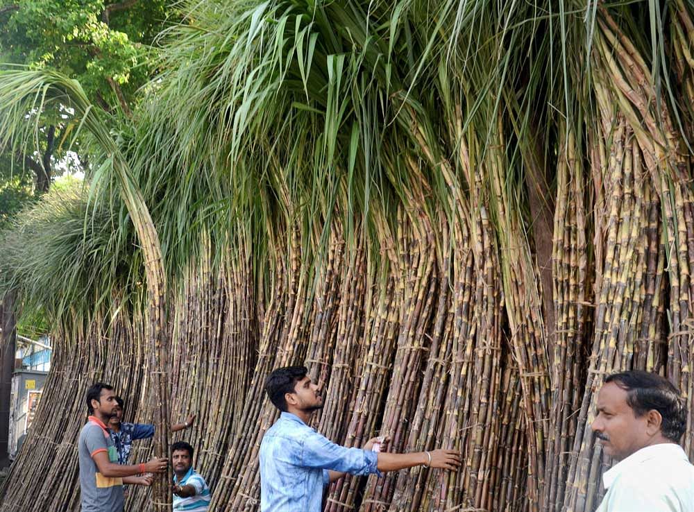 Sugarcane: bumper crop, bitter harvest