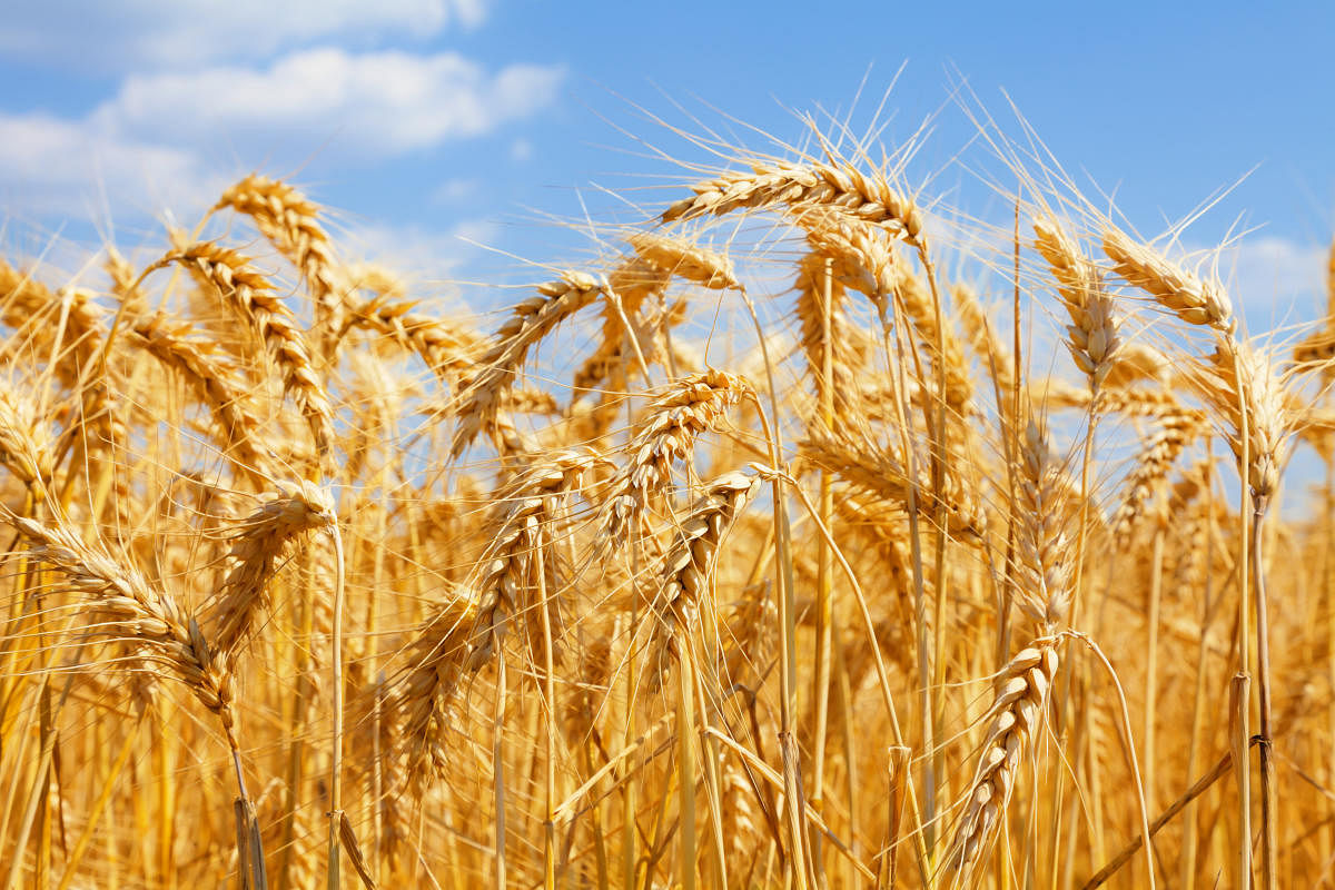 Australian malt barley may hit Indian market this year