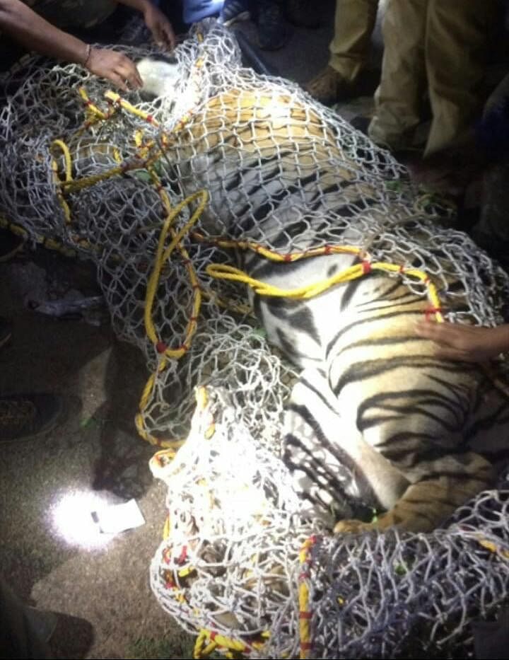 Karnataka: Forest officials capture tiger in Bellur