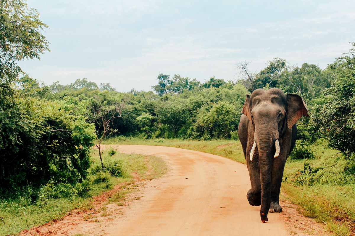 20 elephants chased back to forest