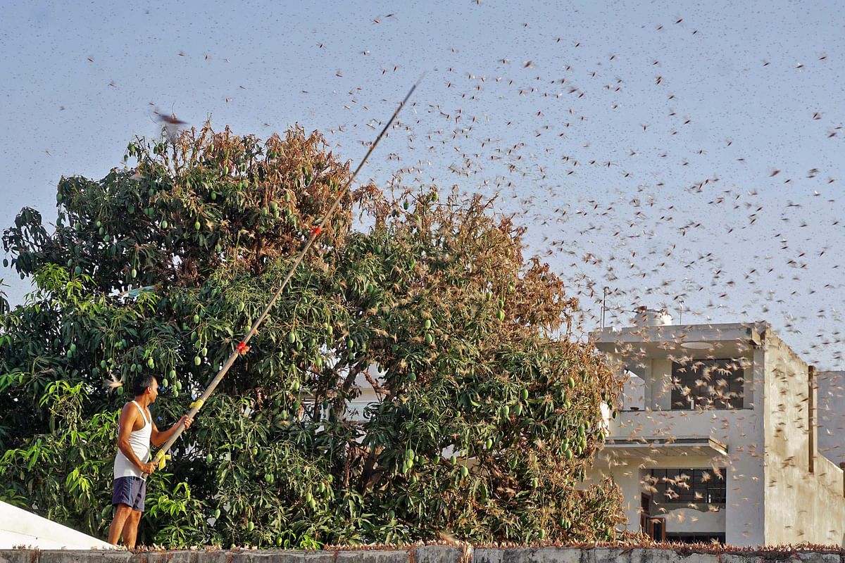 Punjab put on alert after locusts attack crops in R'than, MP