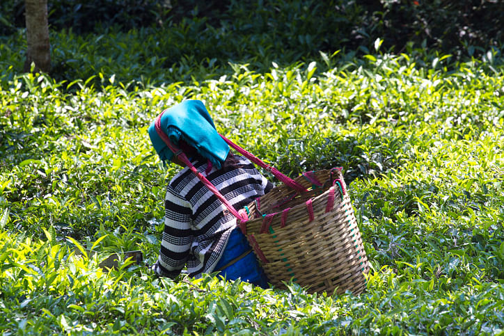 Lockdown becomes blessing in disguise for West Bengal’s tea garden workers