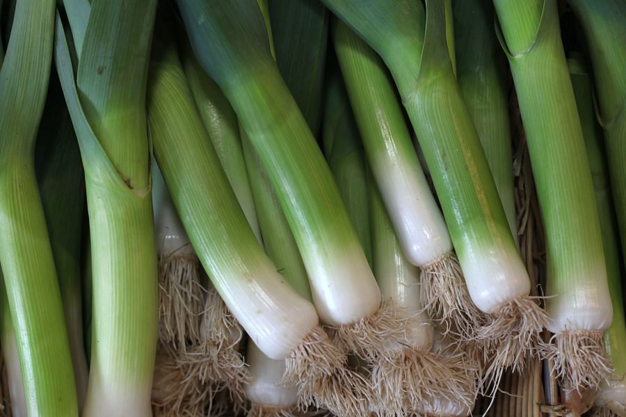 Spring onion – Oodles of health apart from flavour