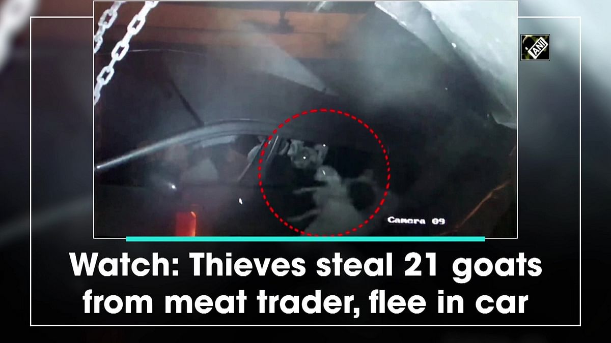 Watch: Thieves steal 21 goats from meat trader, flee in car