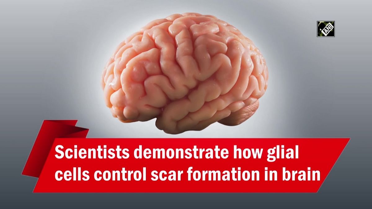 Scientists demonstrate how glial cells control scar formation in brain