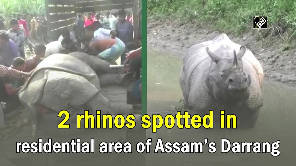 Two rhinos spotted in residential area in Assam