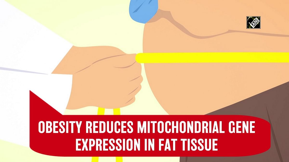 Obesity reduces mitochondrial gene expression in fat tissue