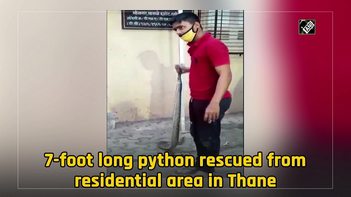 7-foot long python rescued from residential area in Thane