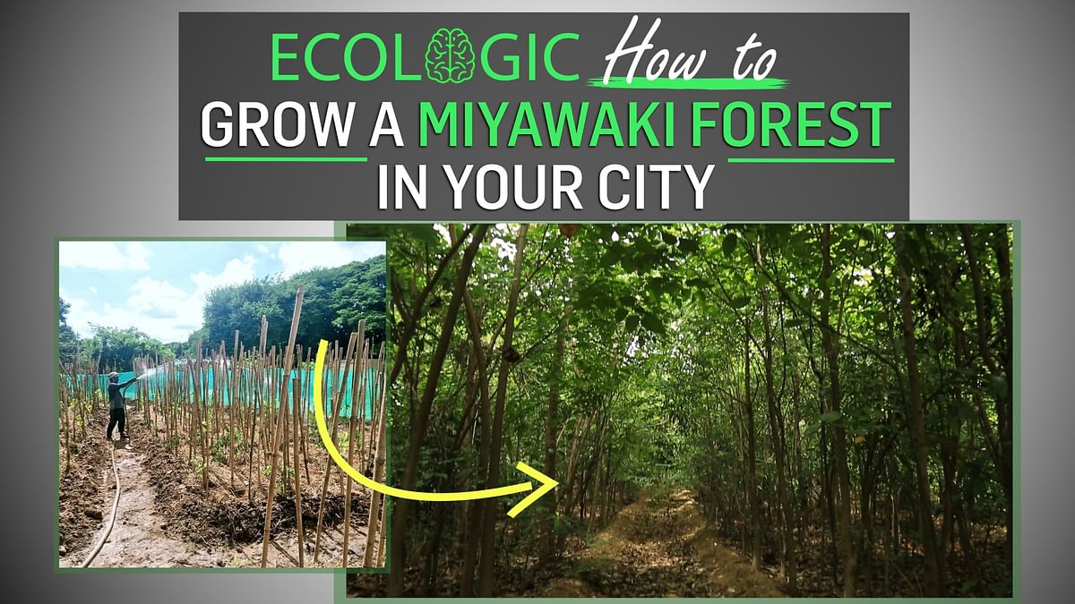 Ecologic | Miyawaki Forests for Indian cities