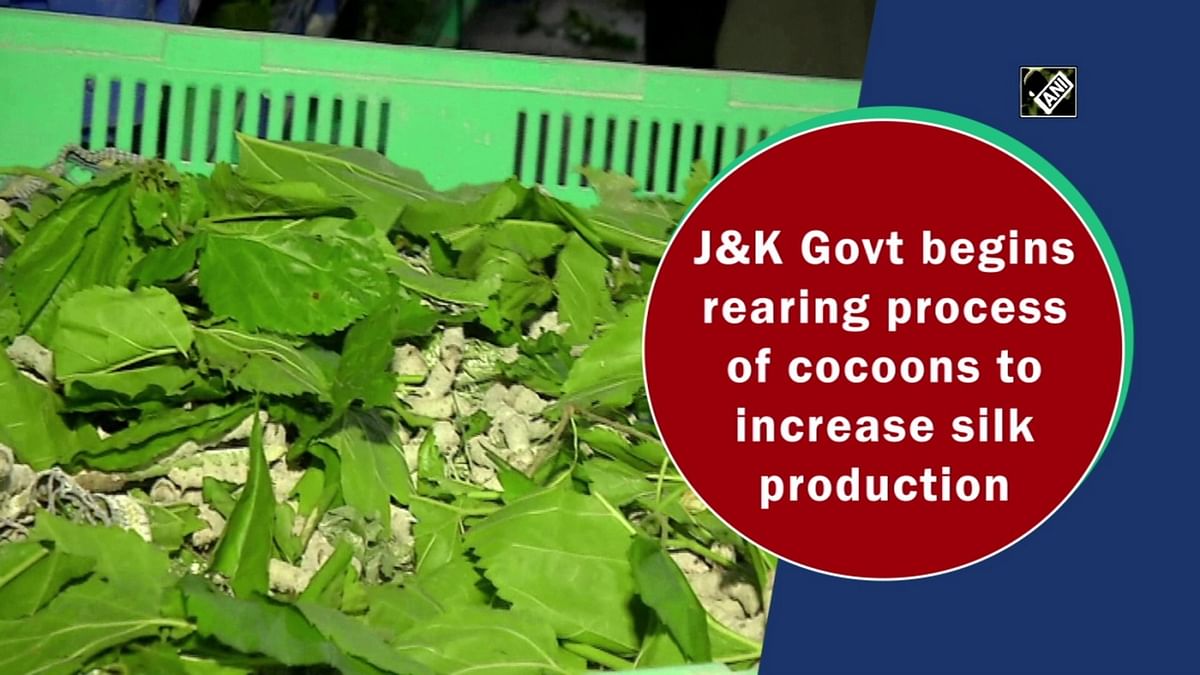 J&K Govt begins rearing process of cocoons to increase silk production