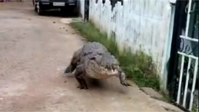 Watch: Crocodile enters Karnataka's Dandeli village