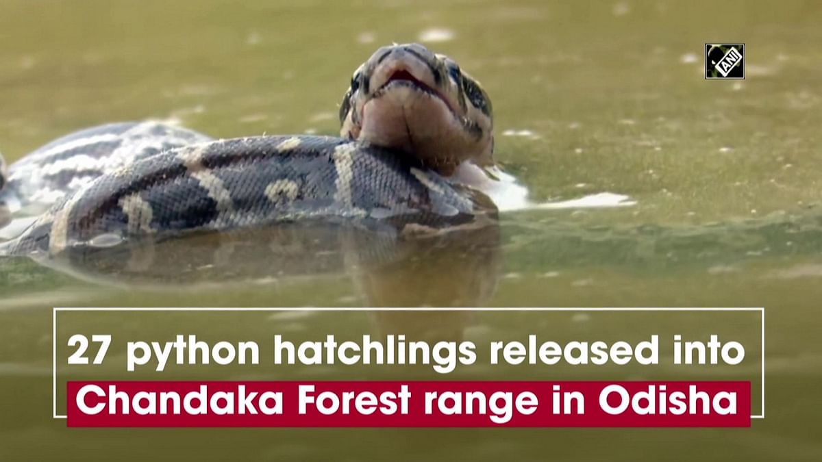 27 python hatchlings released into Chandaka Forest range in Odisha