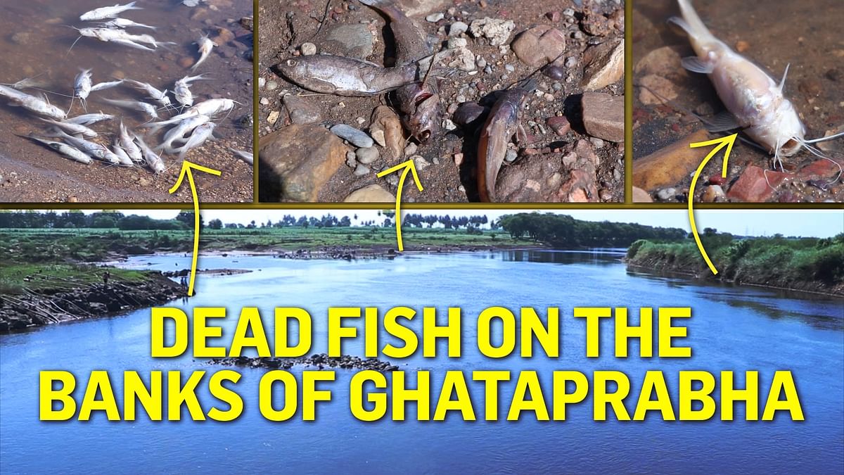 Water pollution killing fish in Bagalkot 