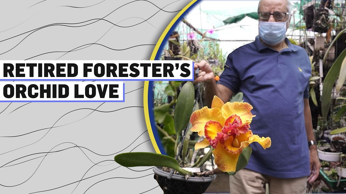 This retired forester’s home is an orchid house!