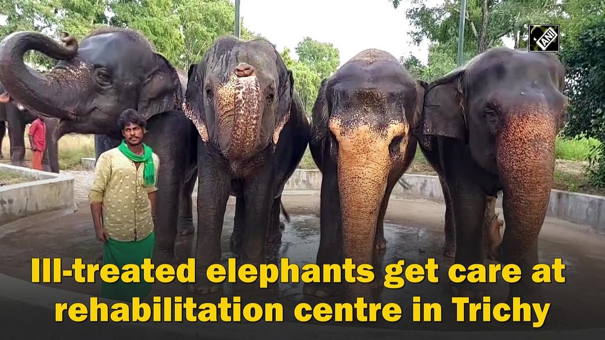 Ill-treated elephants get care at rehabilitation centre in Trichy