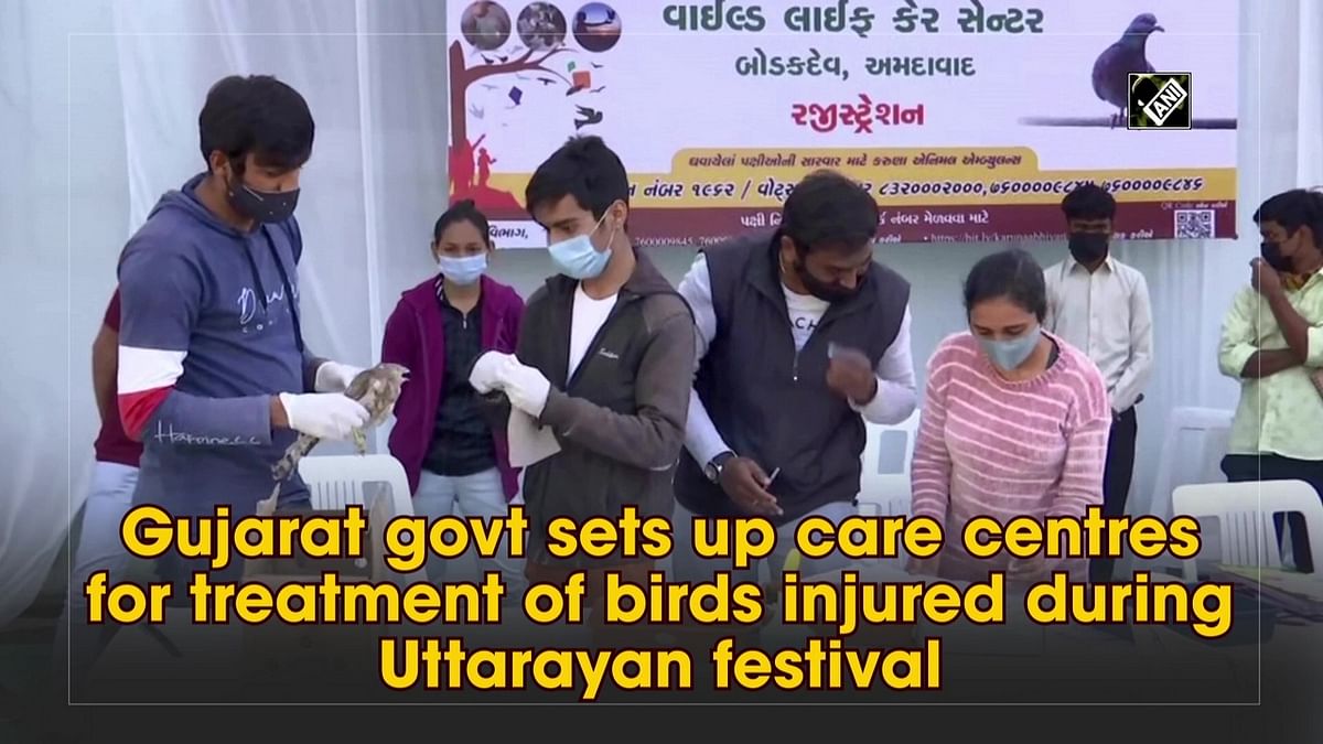 Gujarat govt sets up care centres for treatment of birds injured during Uttarayan