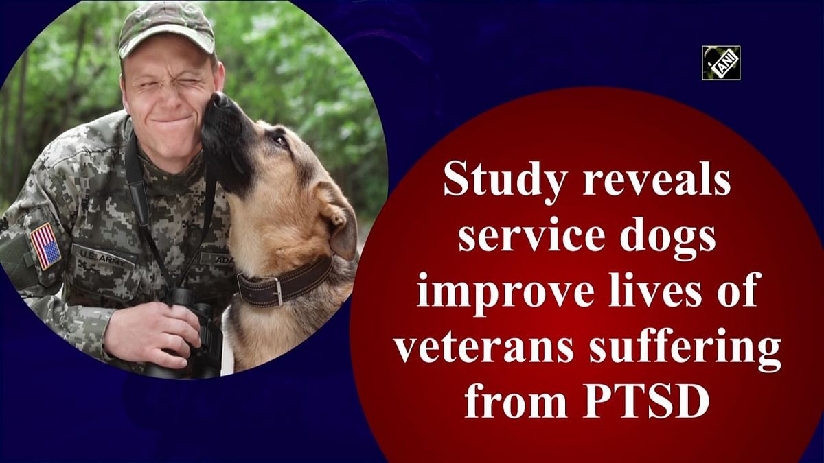 Study reveals service dogs improve lives of veterans suffering from PTSD