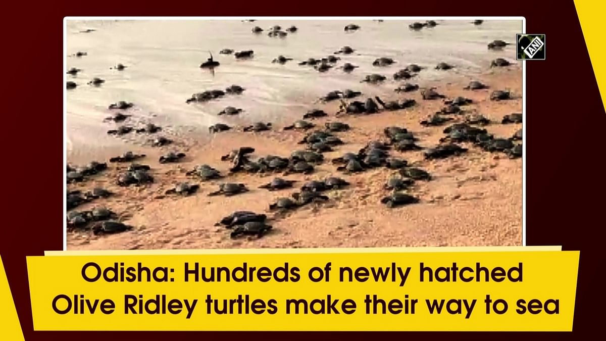 Hundreds of newly hatched Olive Ridley turtles in Odisha make their way to sea