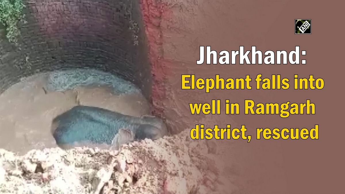 Jharkhand: Elephant falls into well in Ramgarh district, rescued