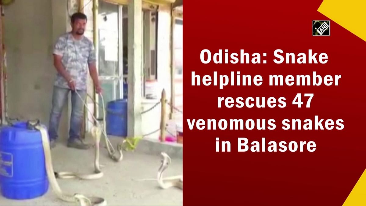 Odisha: Snake helpline member rescues 47 venomous snakes in Balasore