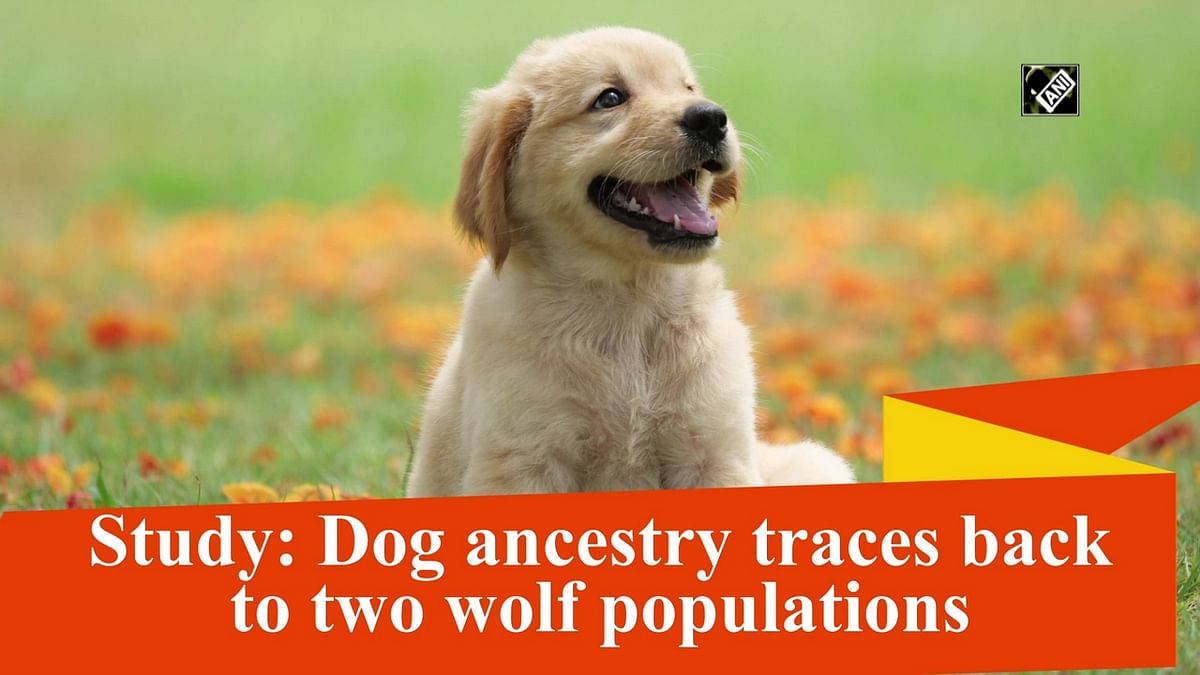 Study: Dog ancestry traces back to two wolf populations