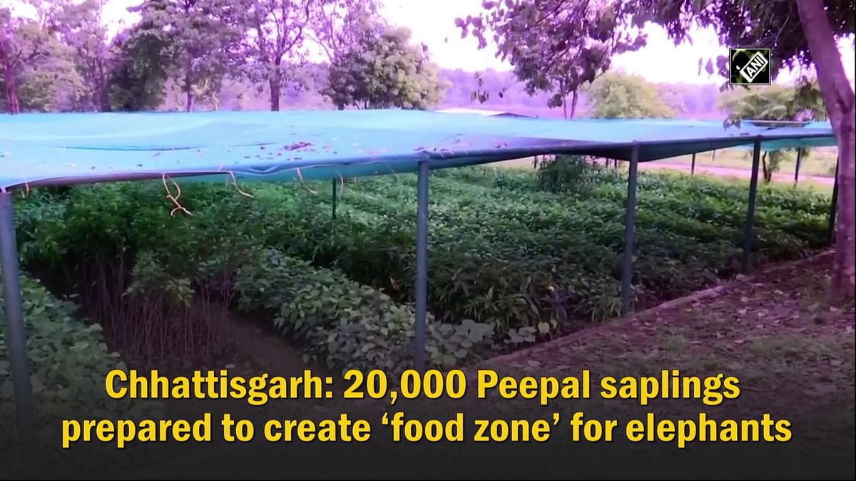 Chhattisgarh: 20,000 Peepal saplings prepared to create ‘food zone’ for elephants