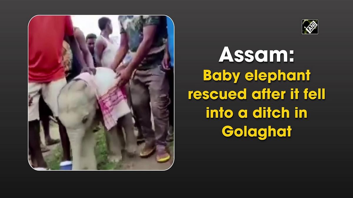 Assam: Baby elephant rescued after it fell into a ditch in Golaghat